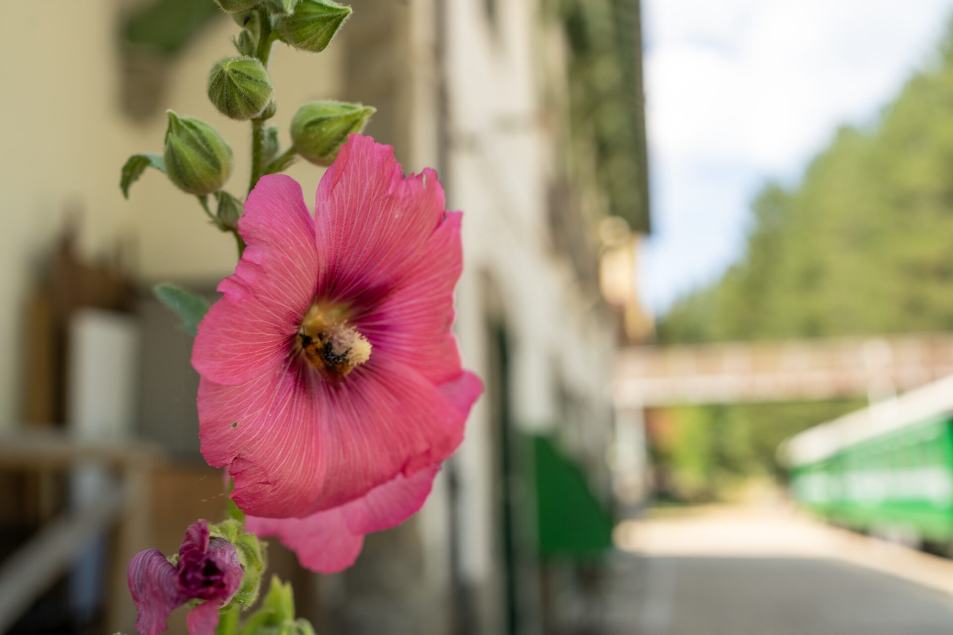 Una malvarosa rosa in fiore davanti alla stazione di Camigliatello Silano in estate